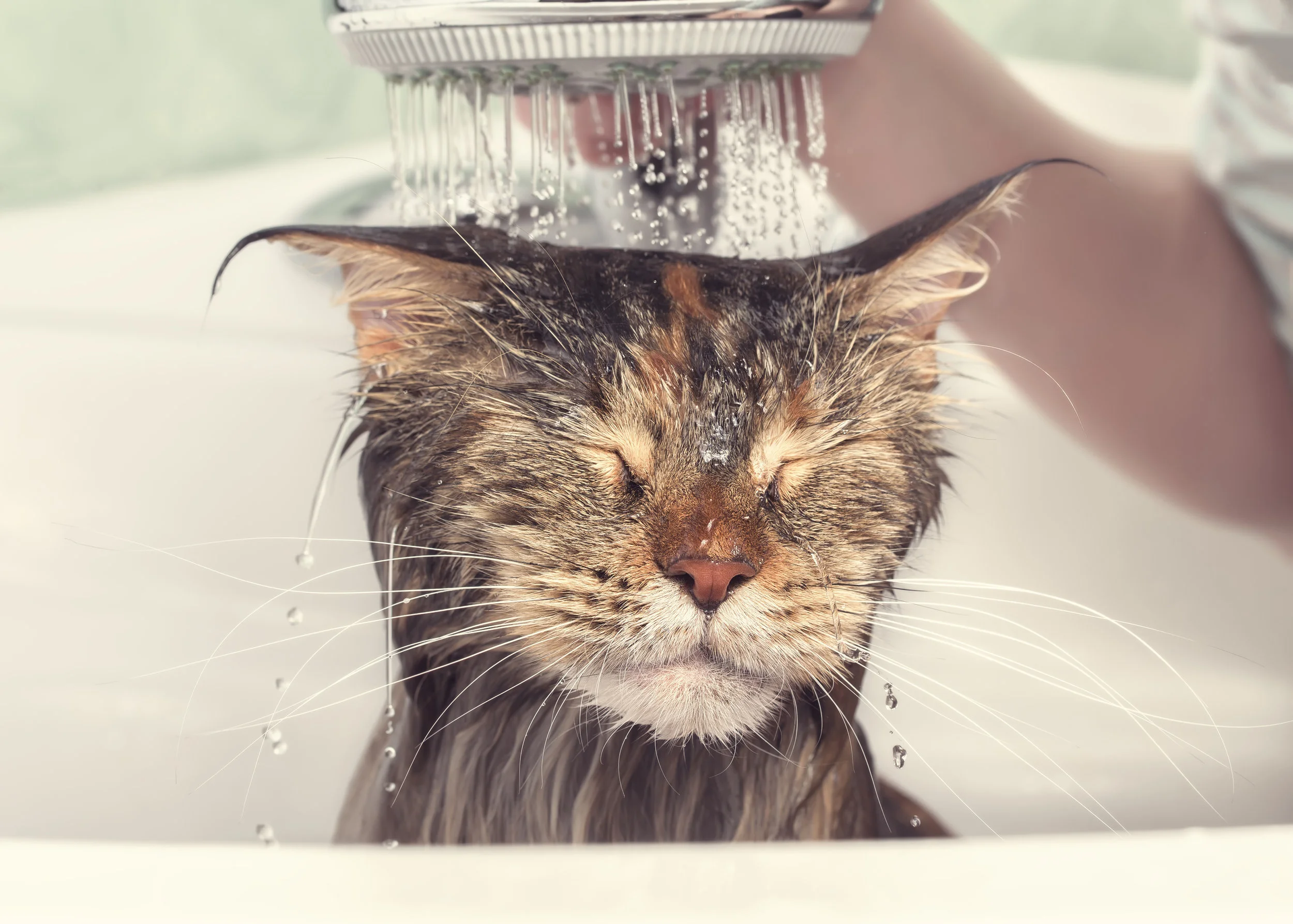 BASIC GROOMING