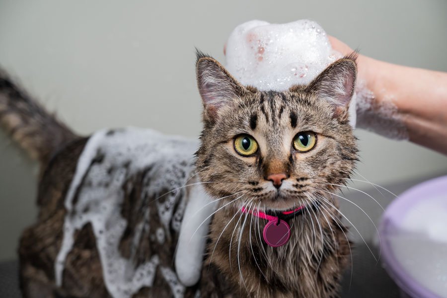 FULL GROOMING